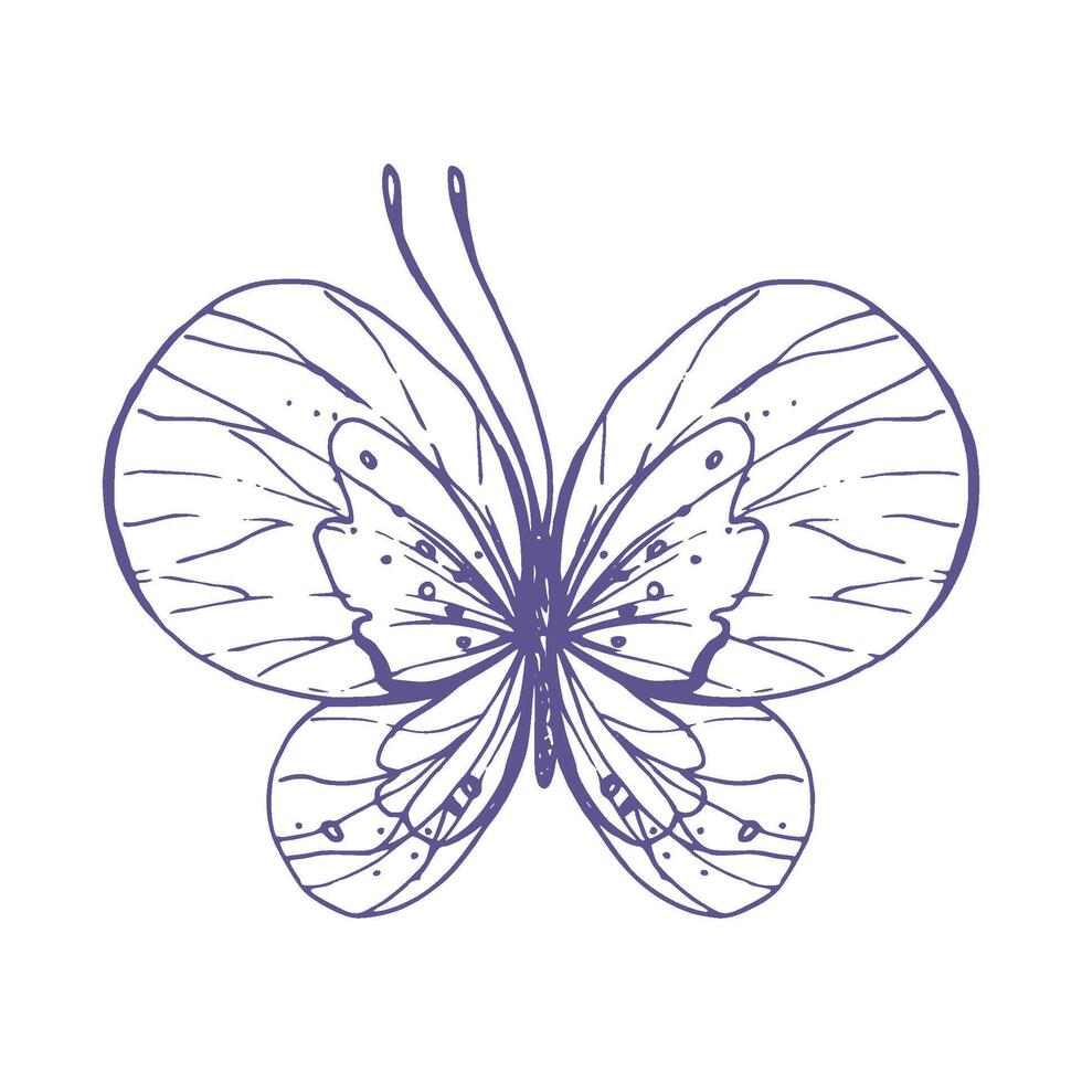 delicado mariposa con patrones en el alas, simple, dulce, luz, romántico. ilustración gráficamente dibujado a mano en lila tinta en línea estilo. aislado eps vector objeto