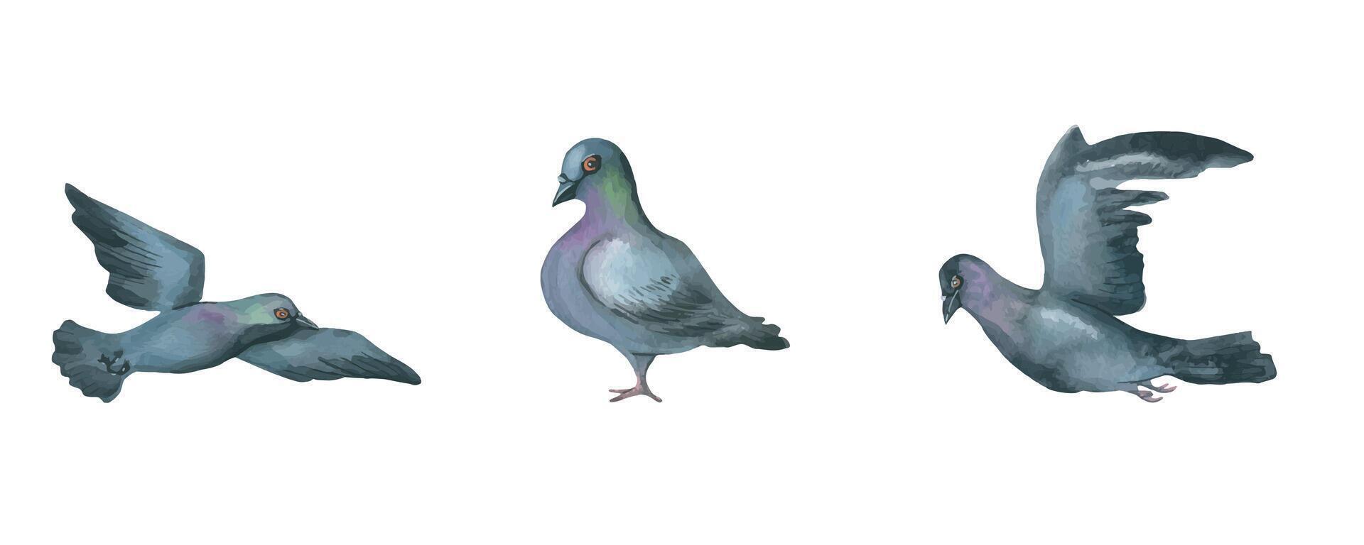 Watercolor illustration of a set of cute flying and standing pigeons. Isolated. For decoration vector