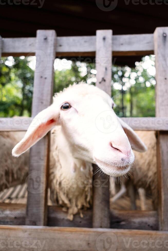 Amusing sheep portrait. Domestic animals at farm. photo