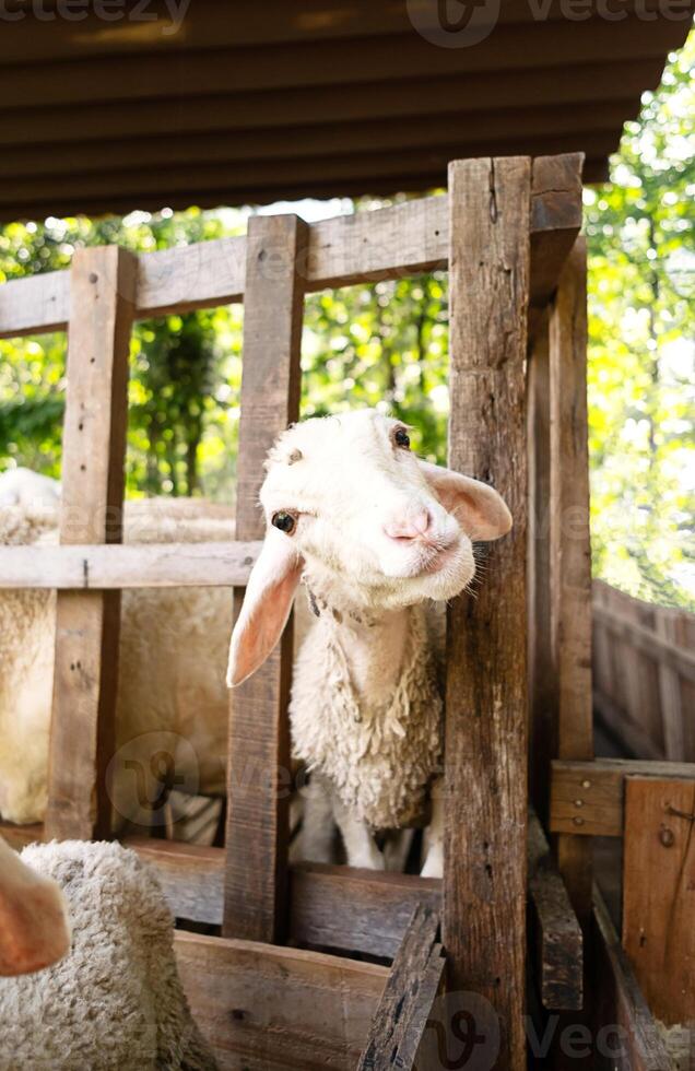 Funny sheep at the barn. Animal portrait. photo