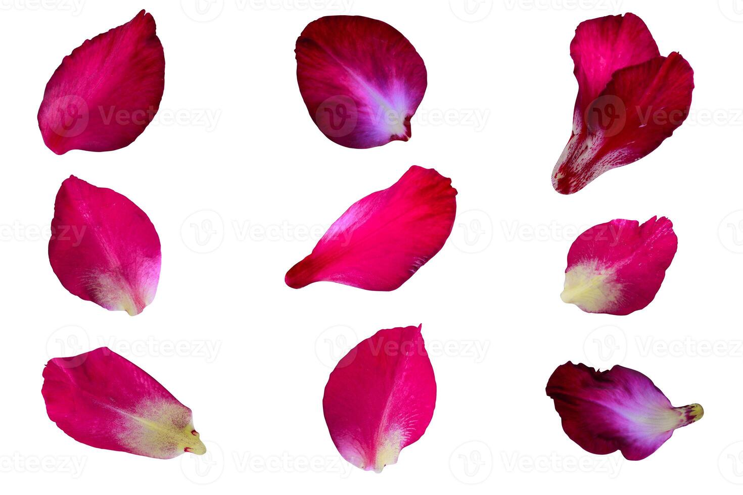 Gladiolus flower petals collection isolated on a white background, Clipping path included for easy selection photo