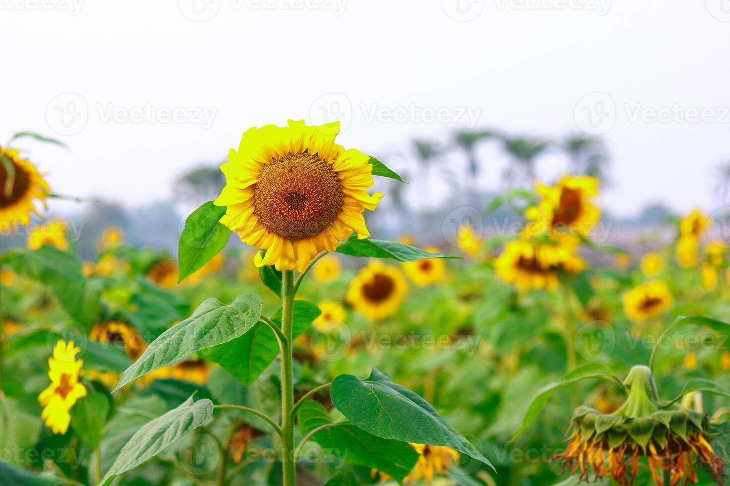 Sunflowers in the field, natural background, closeup of photo