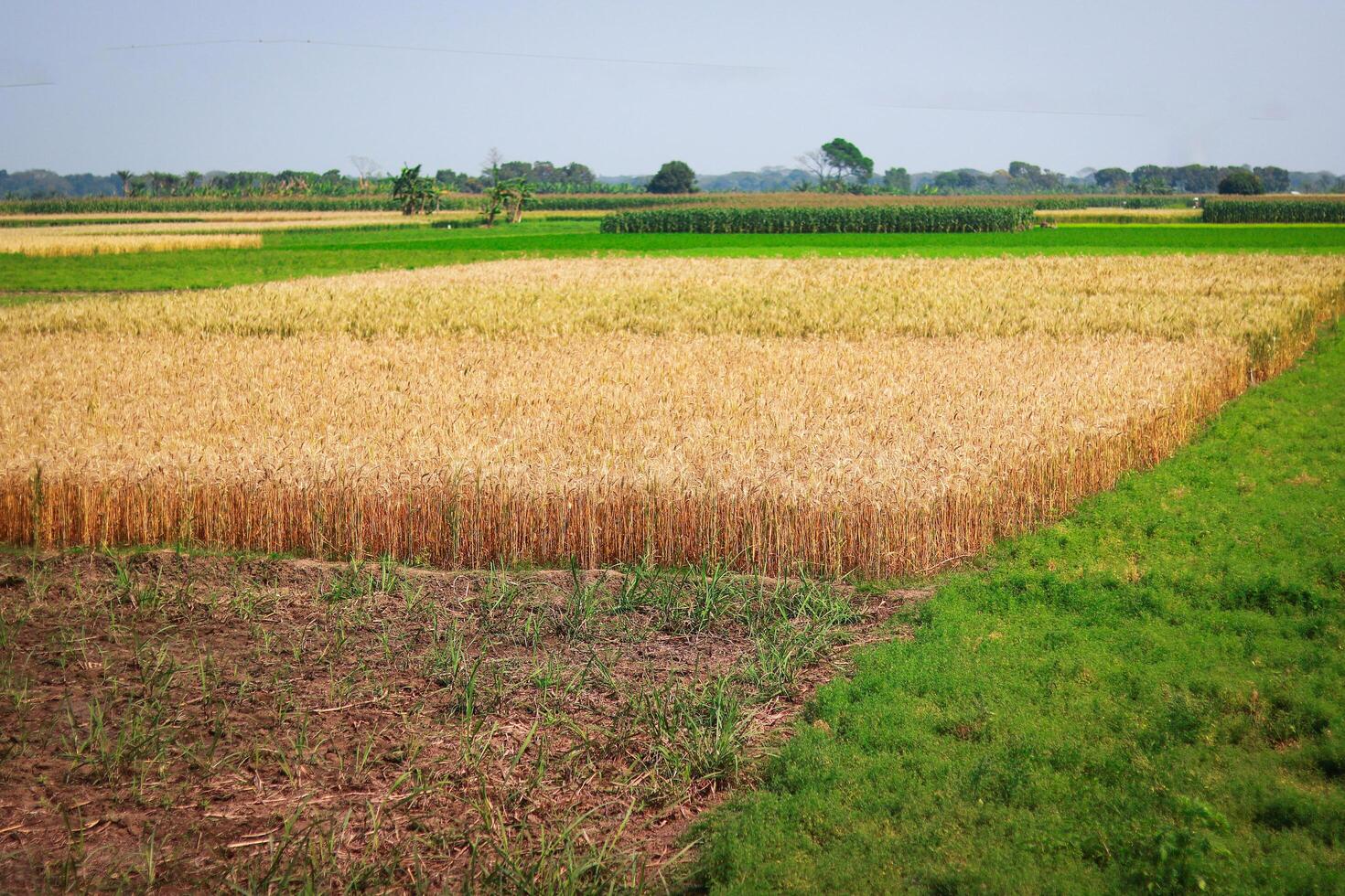 Agricultural field of wheat in the countryside of bangladesh, Asia photo