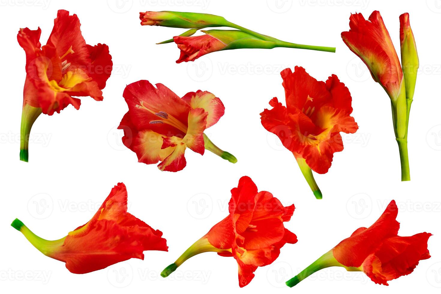 Gladiolus flower isolated on a white background, Clipping path included for easy selection photo