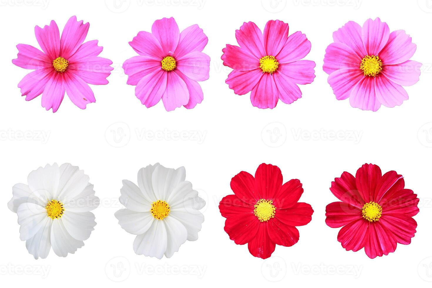 A set of cosmos flowers are isolated on a white background photo