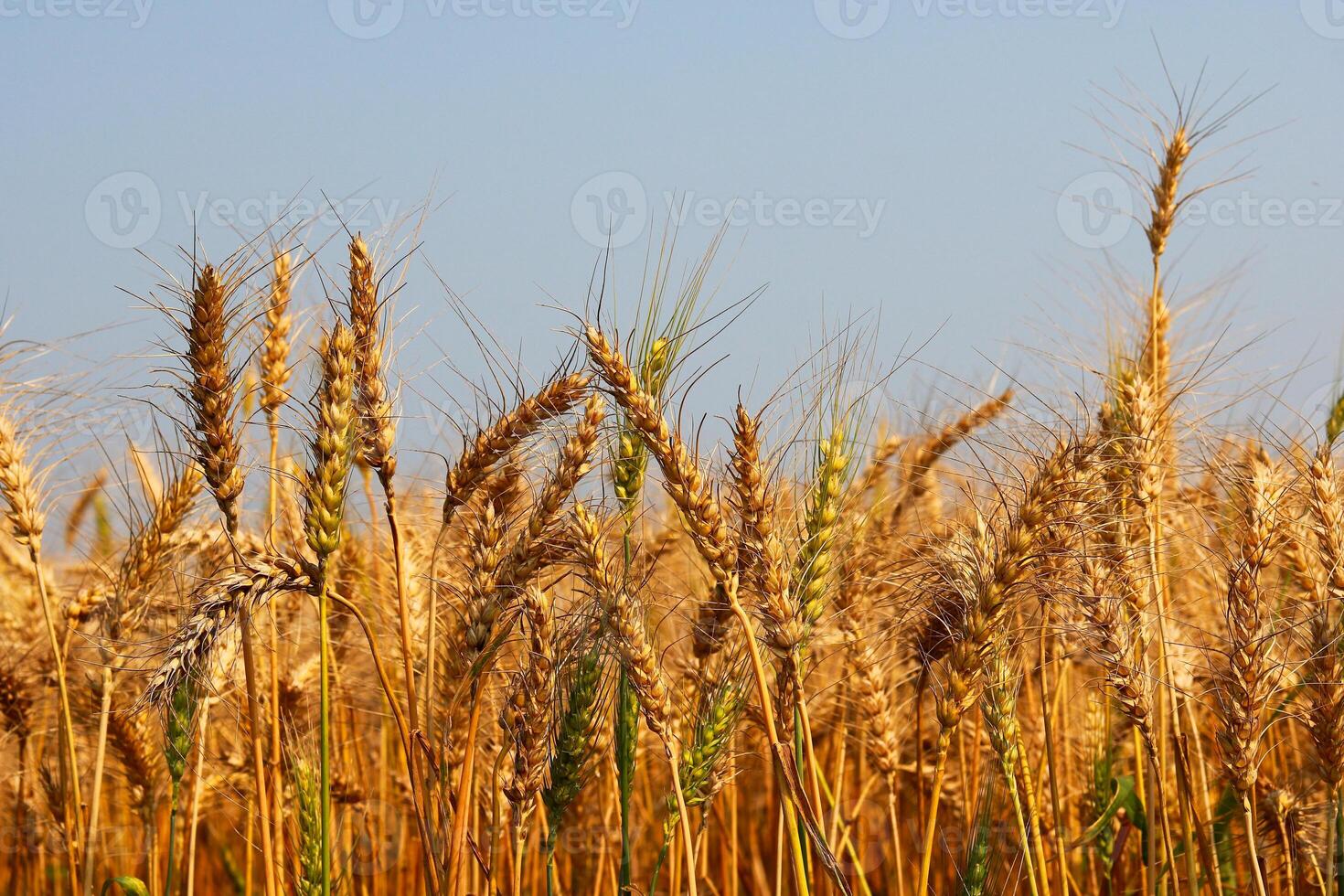 Golden wheat field on blue sky background, closeup of ripening ears photo