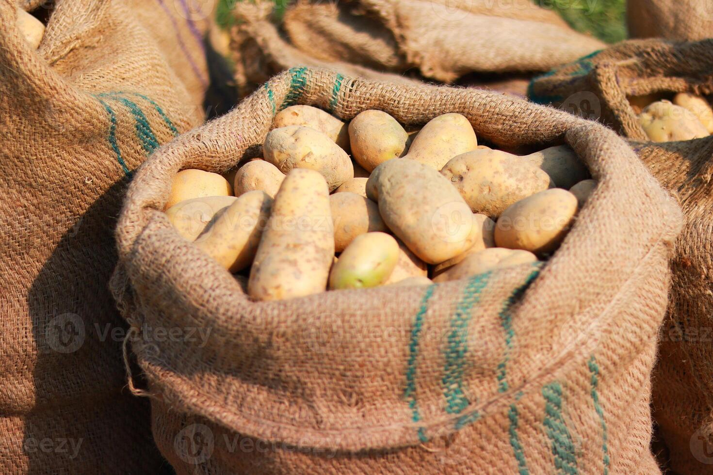 Potatoes in a sack on the ground in the vegetable garden. photo