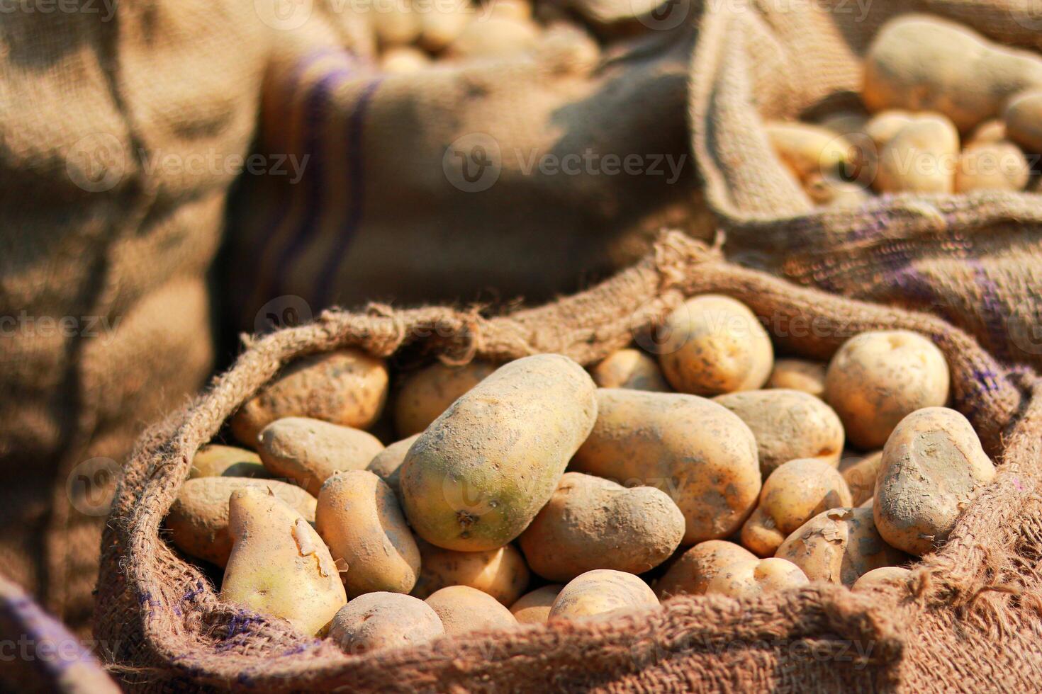 Potatoes in a sack on the ground in the vegetable garden. photo