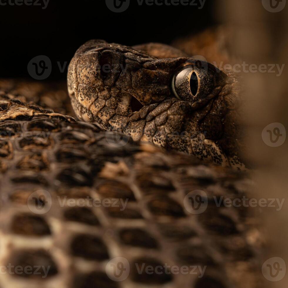 madera serpiente de cascabel, crotalus horrible, cerca arriba foto