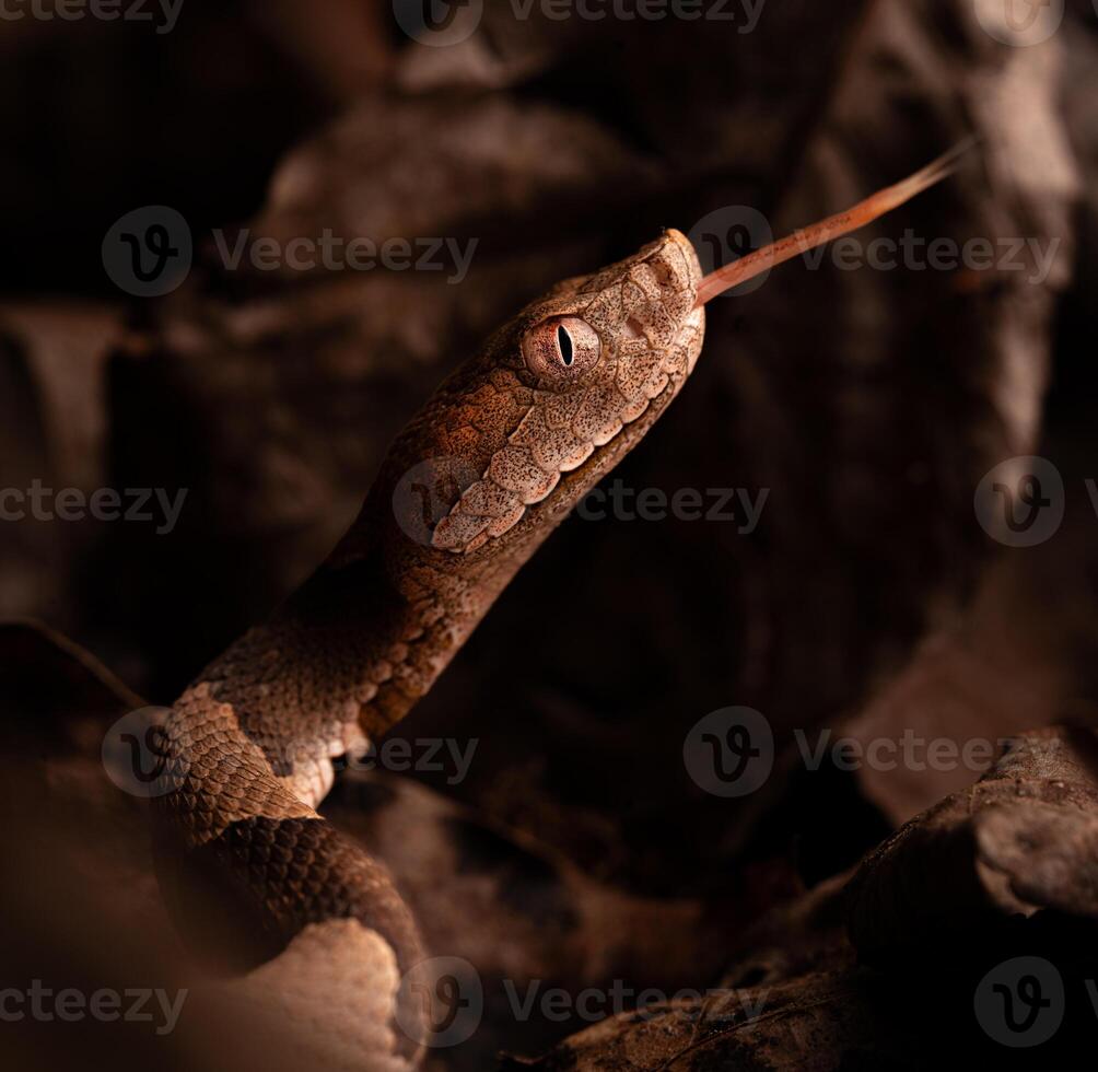 Eastern copperhead snake, Agkistrodon contortrix photo