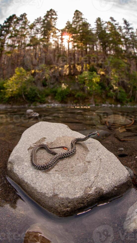 Oregon aquatic garter snake, Thamnophis atratus hydrophilus photo