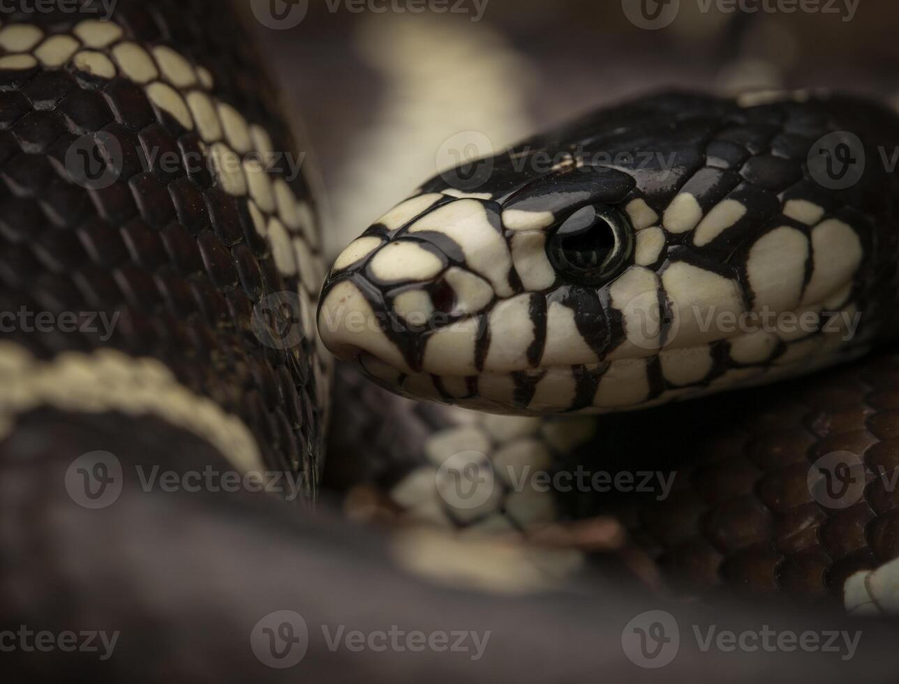 California Rey Serpiente, lampropeltis California foto