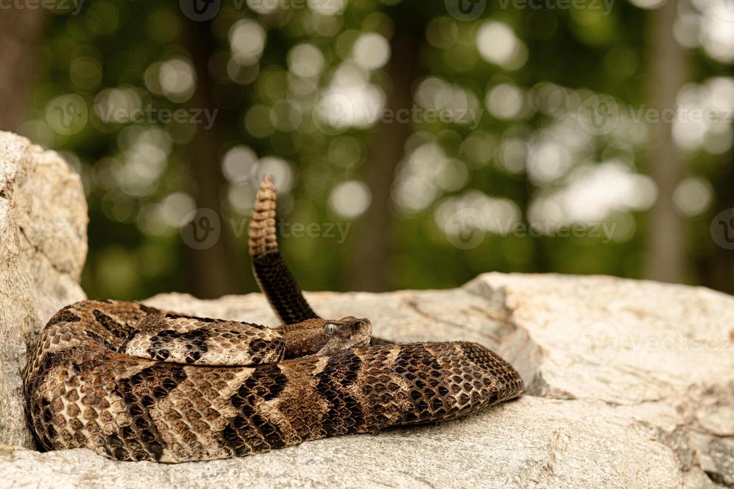 madera serpiente de cascabel, crotalus horrible foto