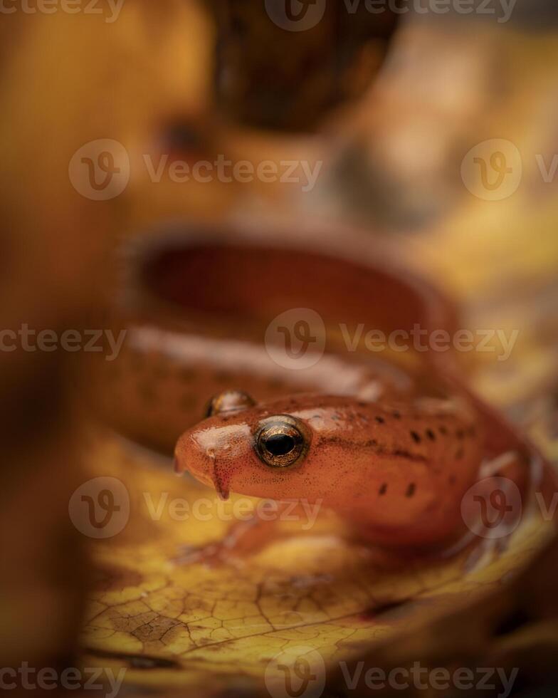 carolina colinas de arena salamandra, euricea arenicola foto