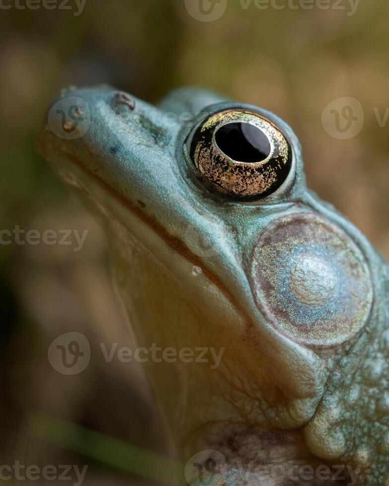 azul rana, litobatos clamitans foto