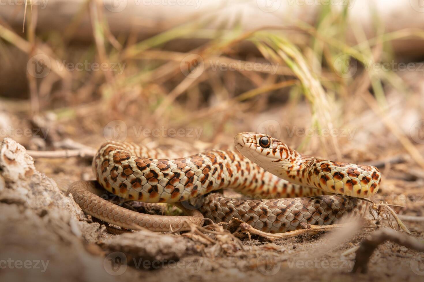 vientre amarillo corredor, coluber constrictor foto