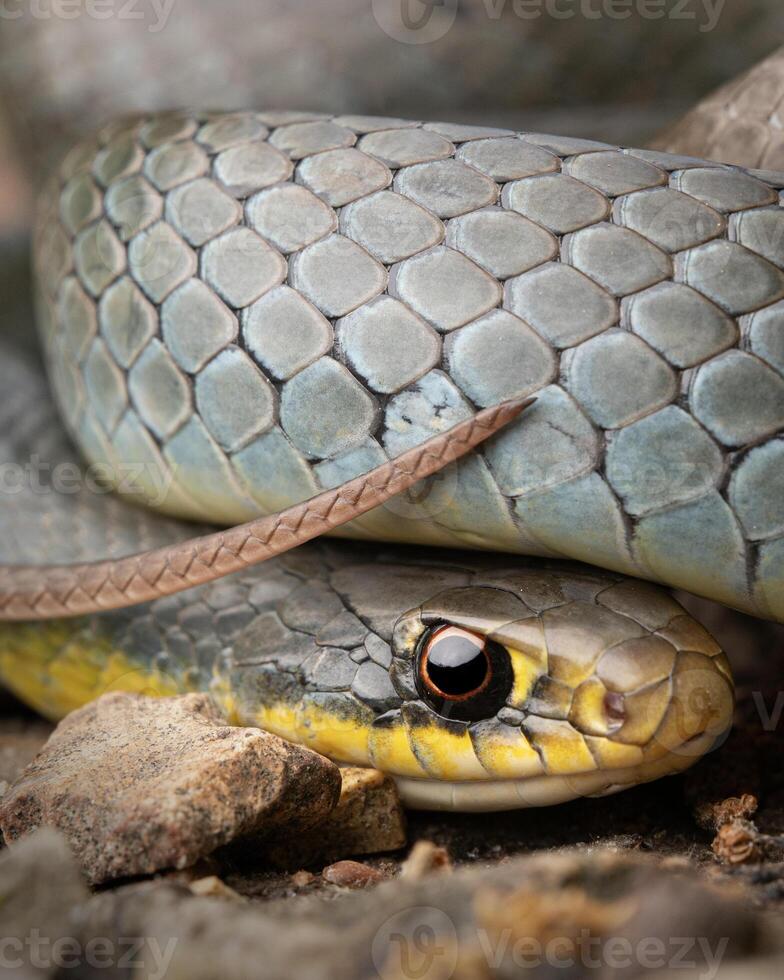 vientre amarillo corredor, coluber constrictor foto