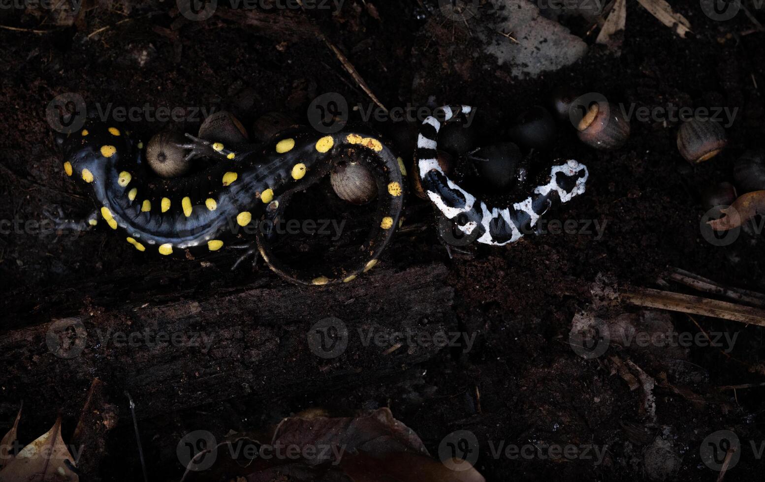 manchado salamandra y jaspeado salamandra, ambistoma foto