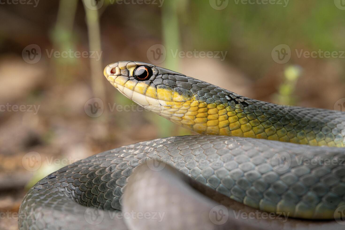 Yellow-bellied racer, Coluber constrictor photo