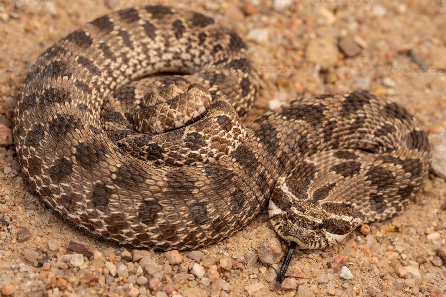 occidental nariz de cerdo serpiente, heterodon nasicus foto