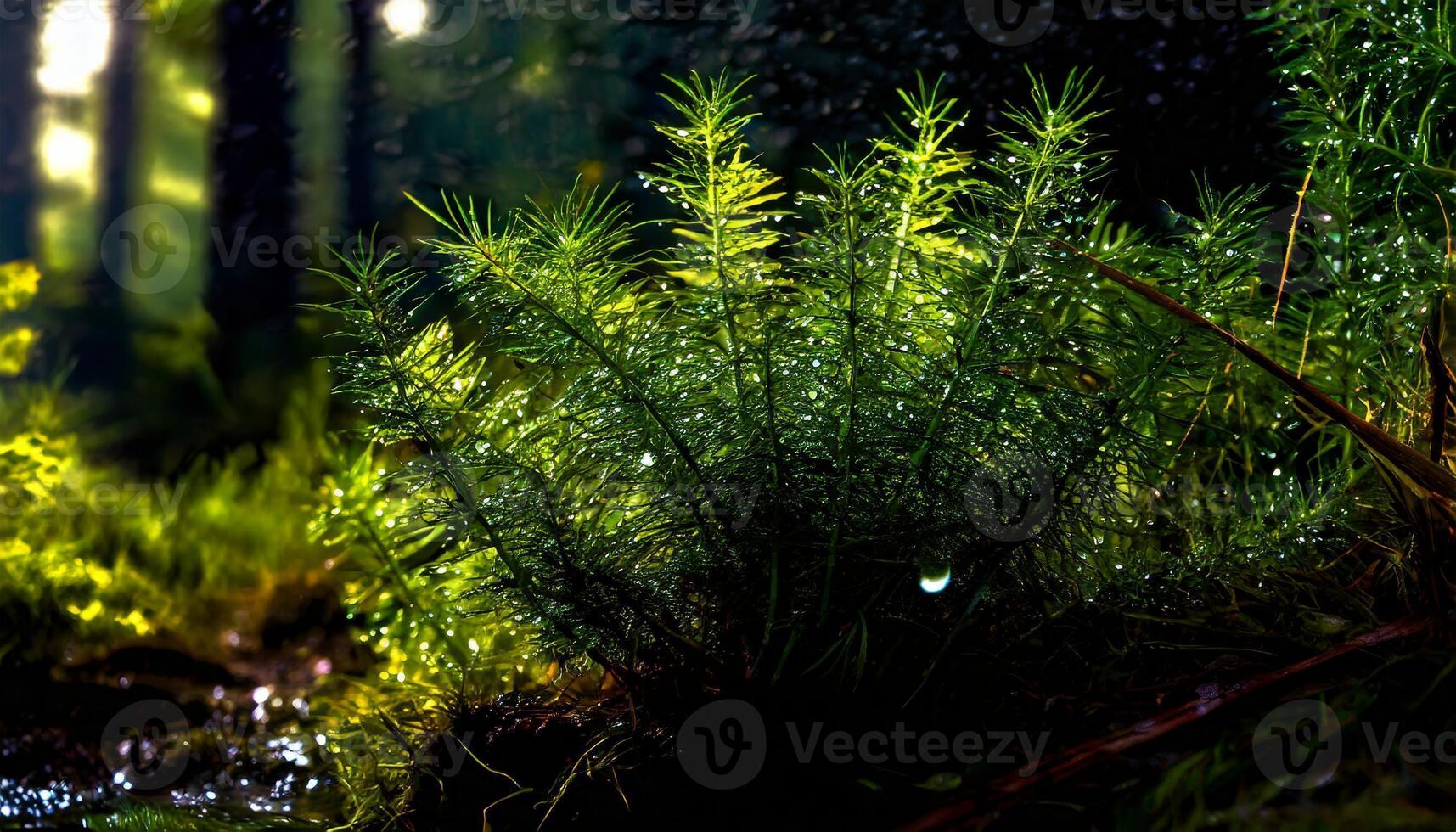 AI generated Beautiful close up of a leafy plant in a forest with low lighting and bokeh effect photo