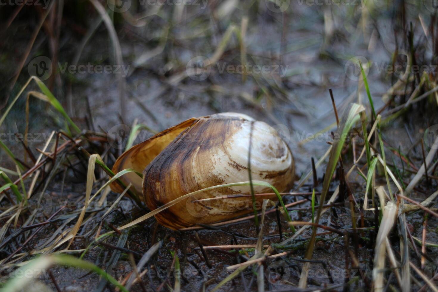 Opened clam shell, mussel close up, blurred background photo