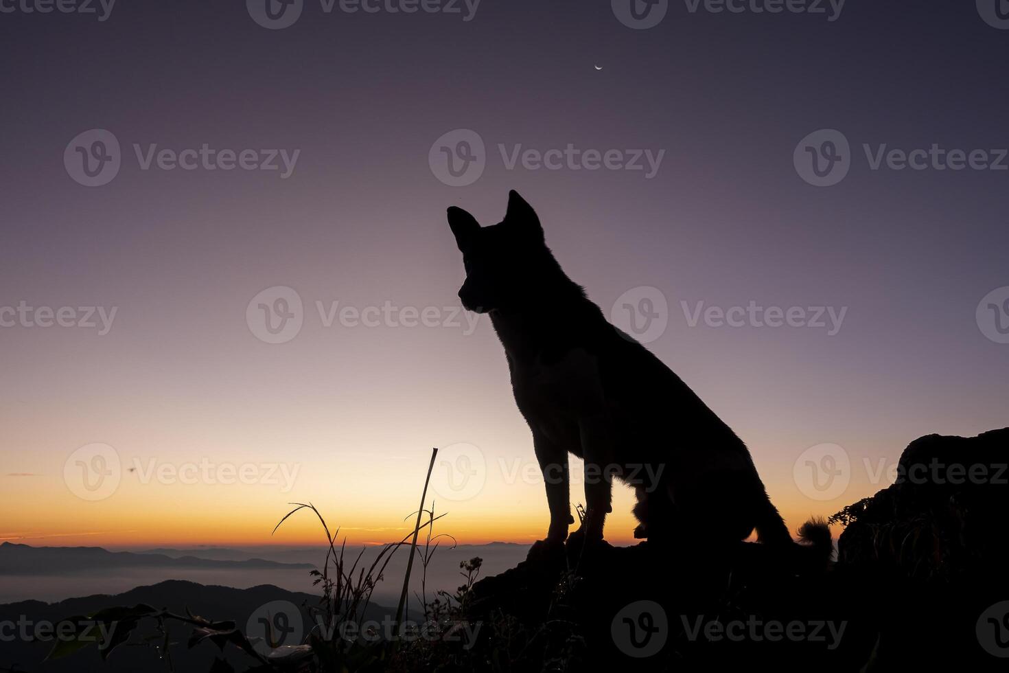 perro silueta en contra naranja puesta de sol cielo en naturaleza paisaje foto