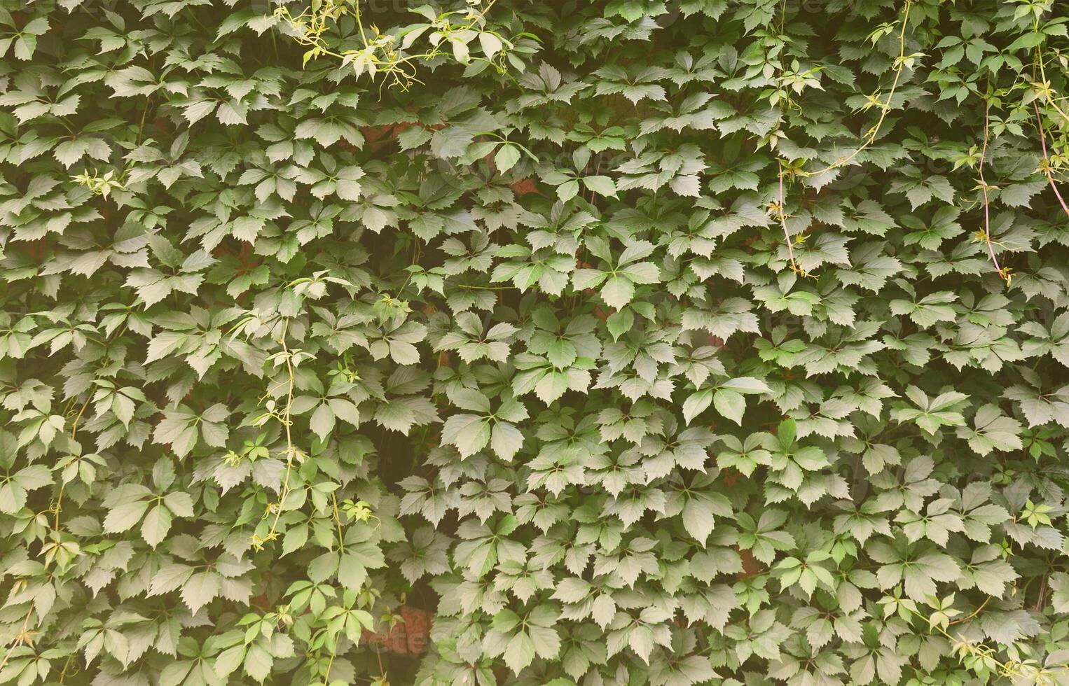 The texture of a lot of flowering green vines from wild ivy that cover a concrete wall photo