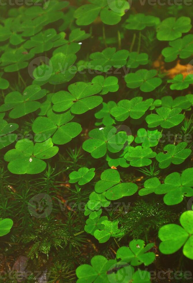 A small land in the forest with bright flowering clovers photo