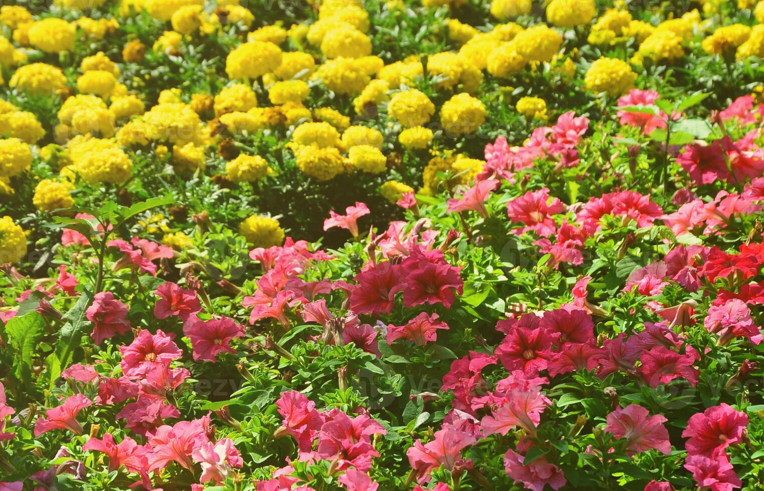 la textura de un gran número de diferentes flores de colores plantadas en un lecho de flores foto