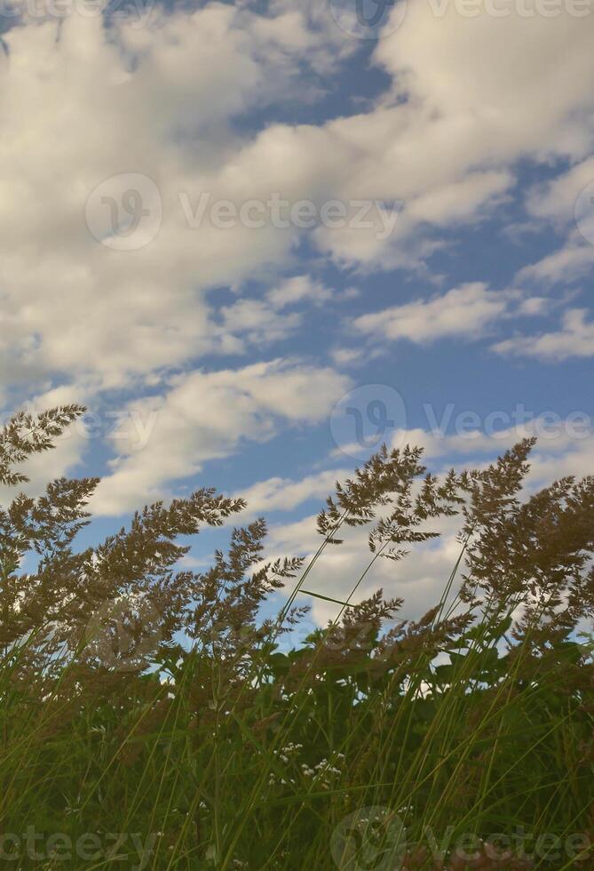 A lot of stems from green reeds grow from the river water under the cloudy blue sky. Unmatched reeds with long stems photo