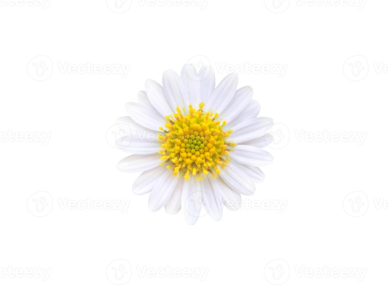 Beautiful white daisy isolated on white background photo