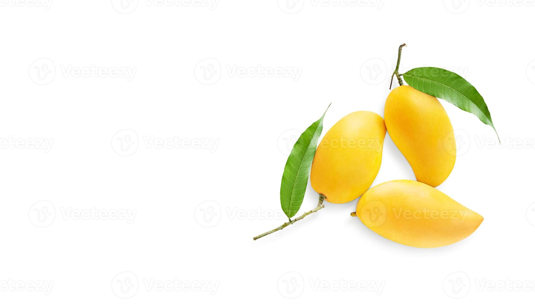 Ripe mango fruit with green mango leaves photo