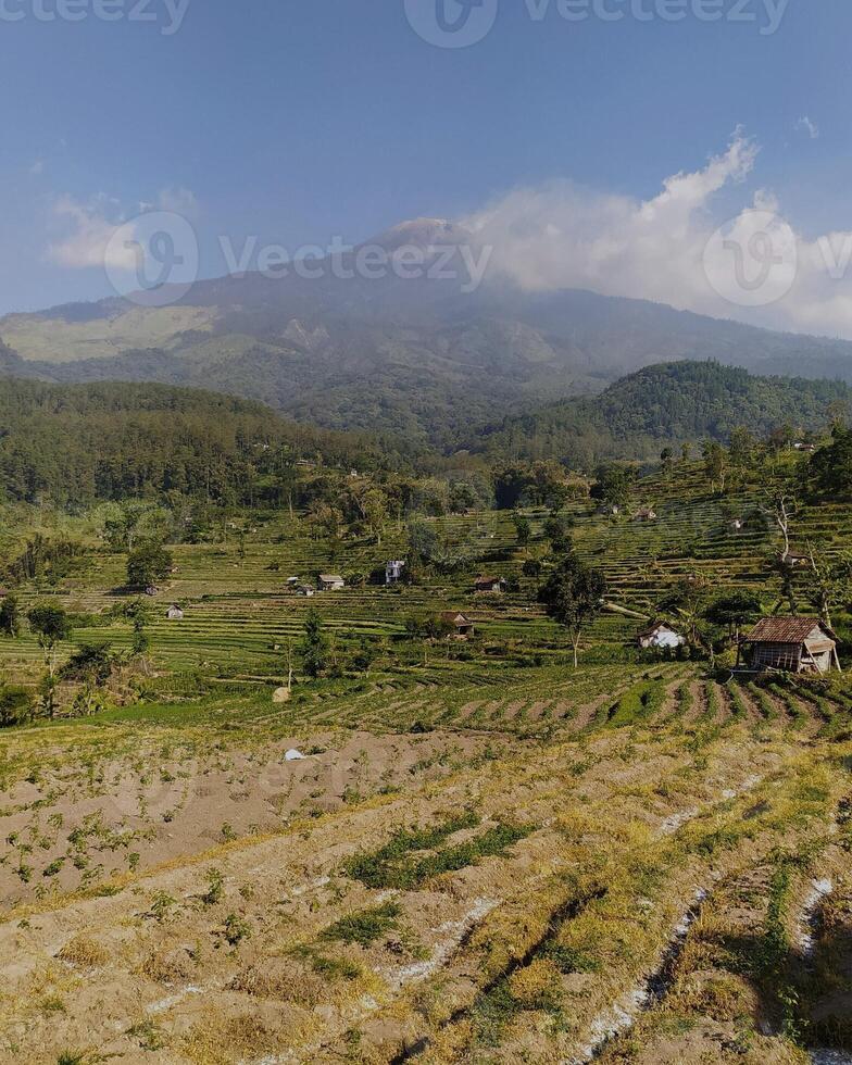 Landscape view of mountains and rice fields photo