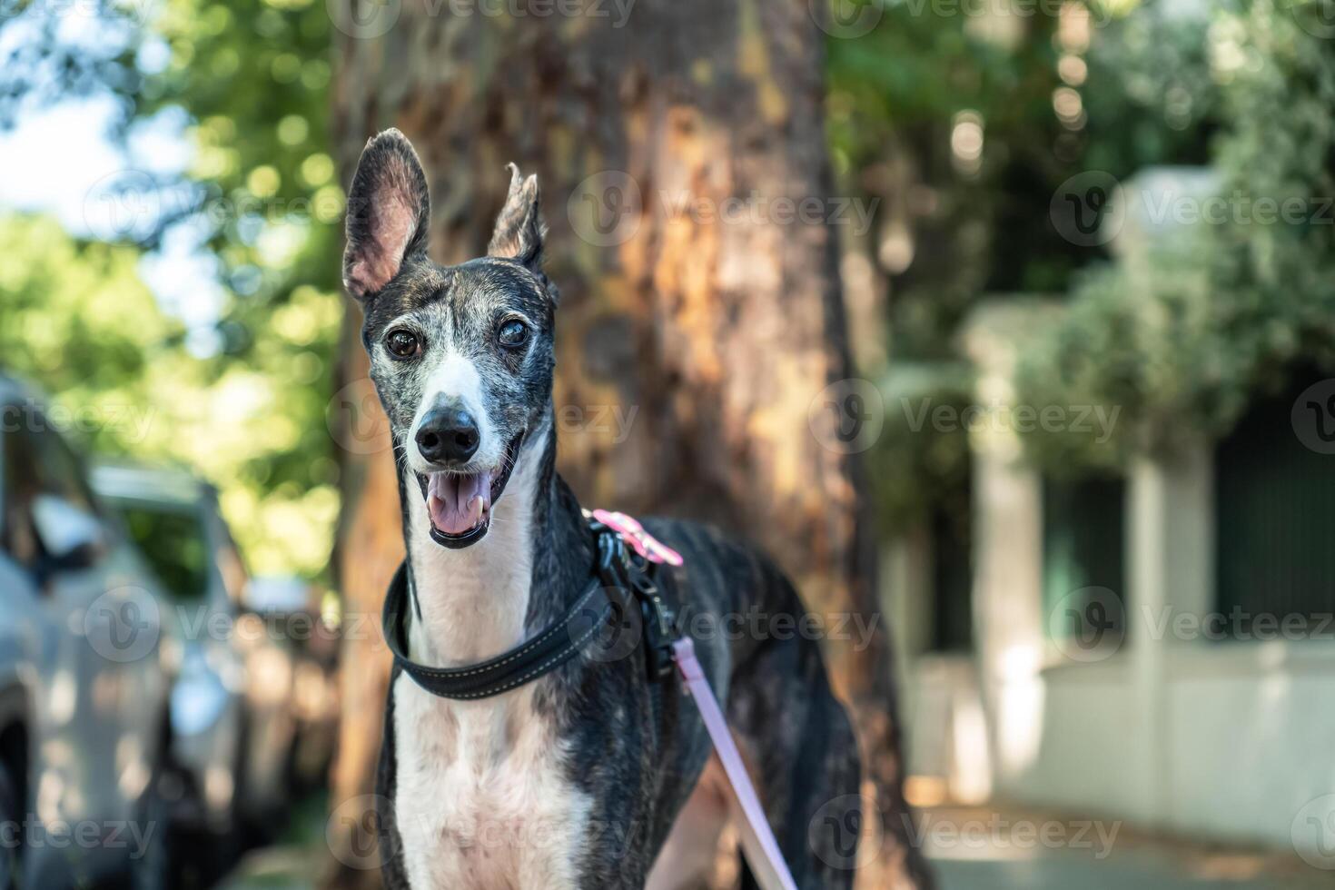 Outdoor portrait of a black and white Spanish greyhound dog wearing a collar photo