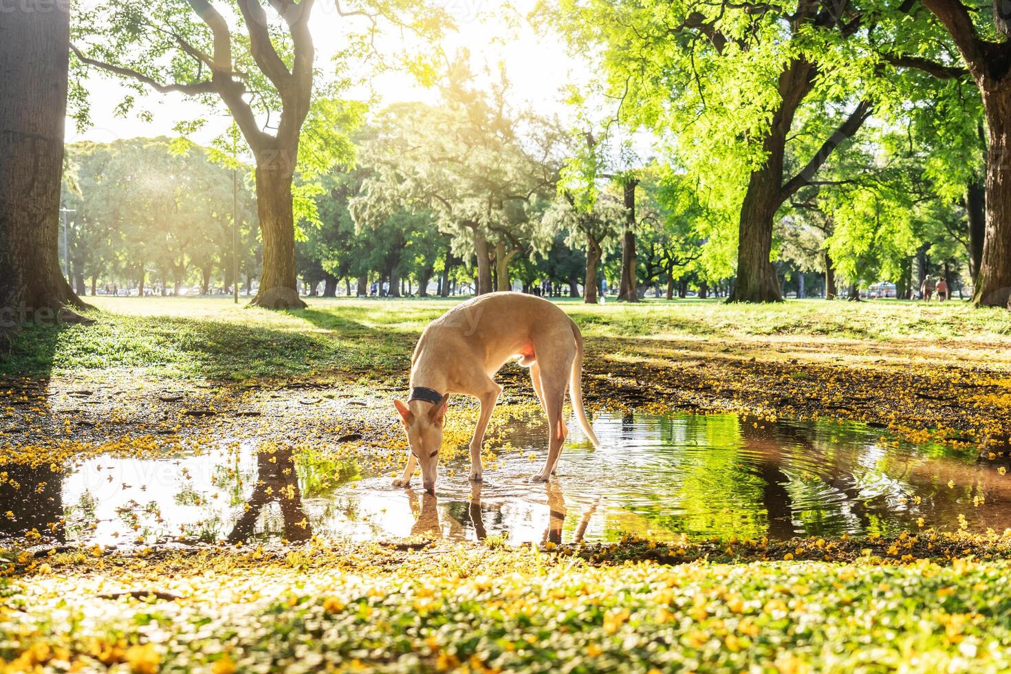A light brown Spanish Greyhound stands in the water during sunset at a park. photo