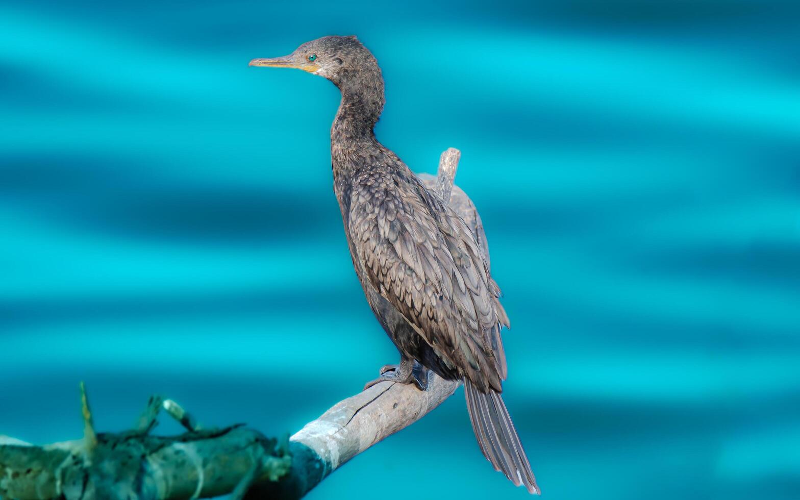 The Neotropic Cormorant, also called the Olivaceous Cormorant photo