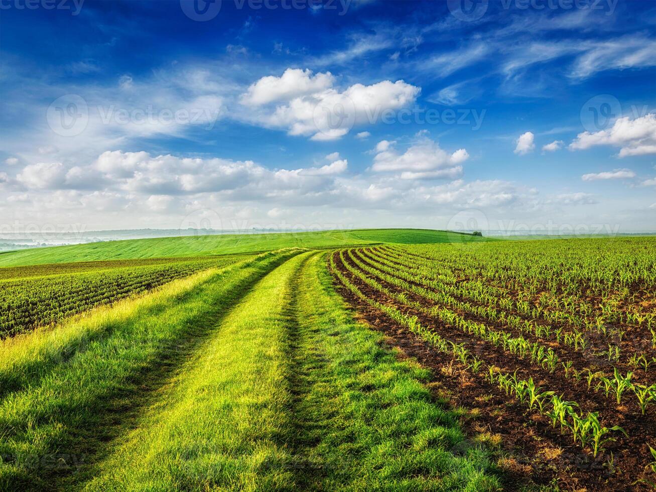 Rolling fields of Moravia photo