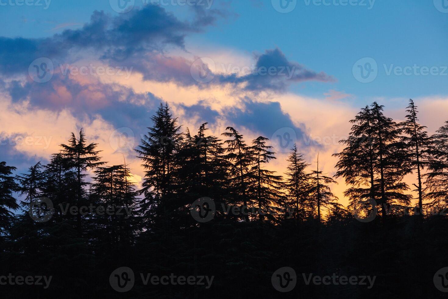 siluetas de arboles en puesta de sol foto