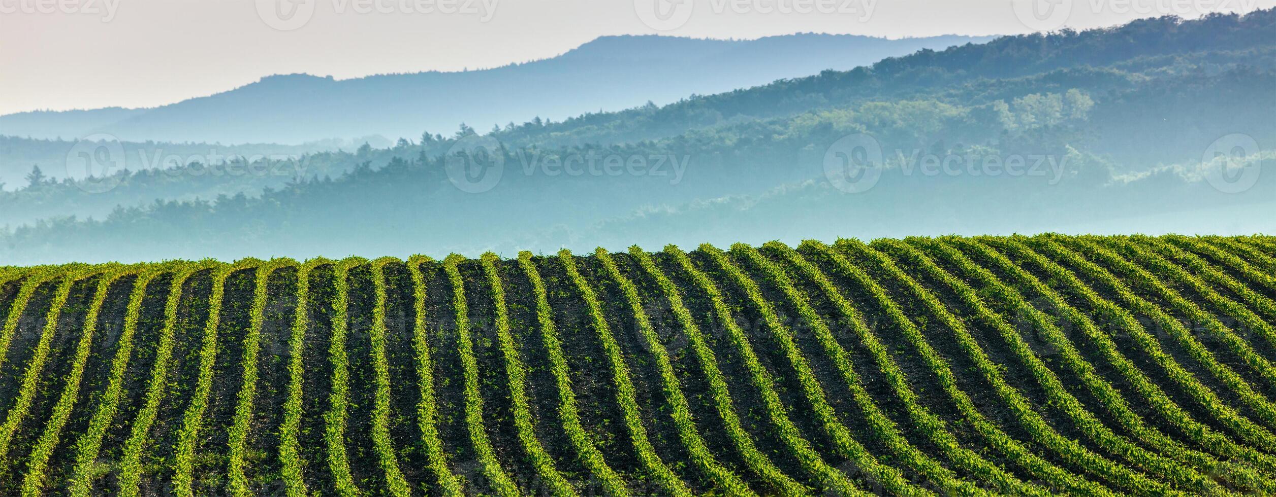 Panorama of furrows with sprouts in rolling ploughed fields photo