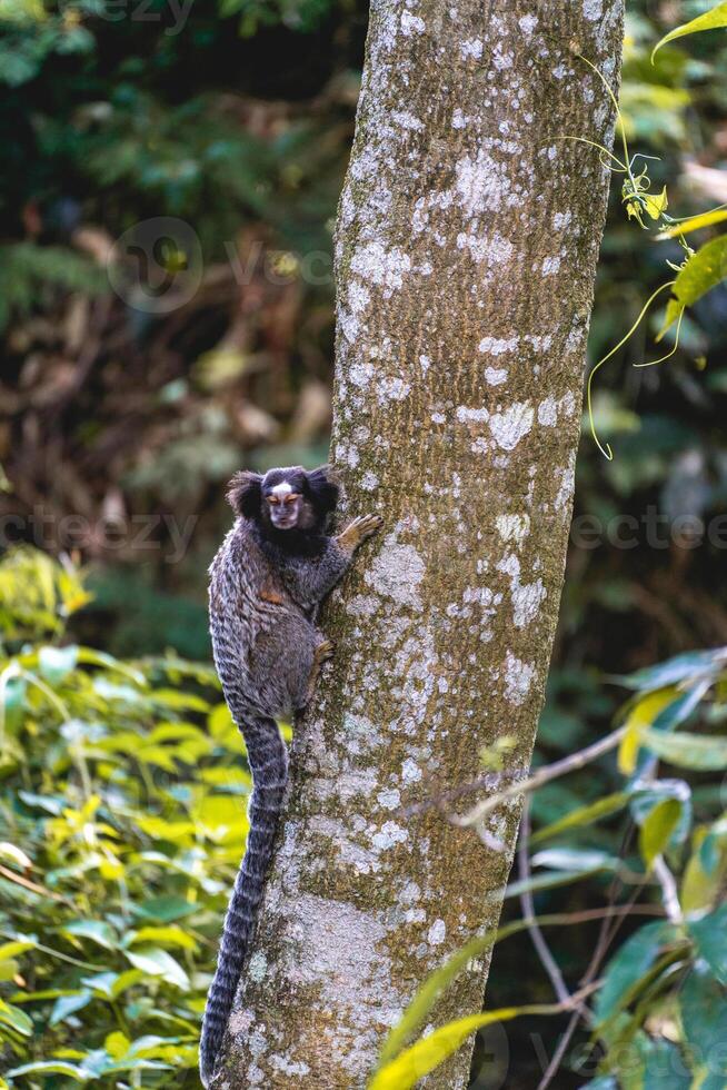 Sagui monkey in the wild, in the countryside of Sao Paulo Brazil. photo