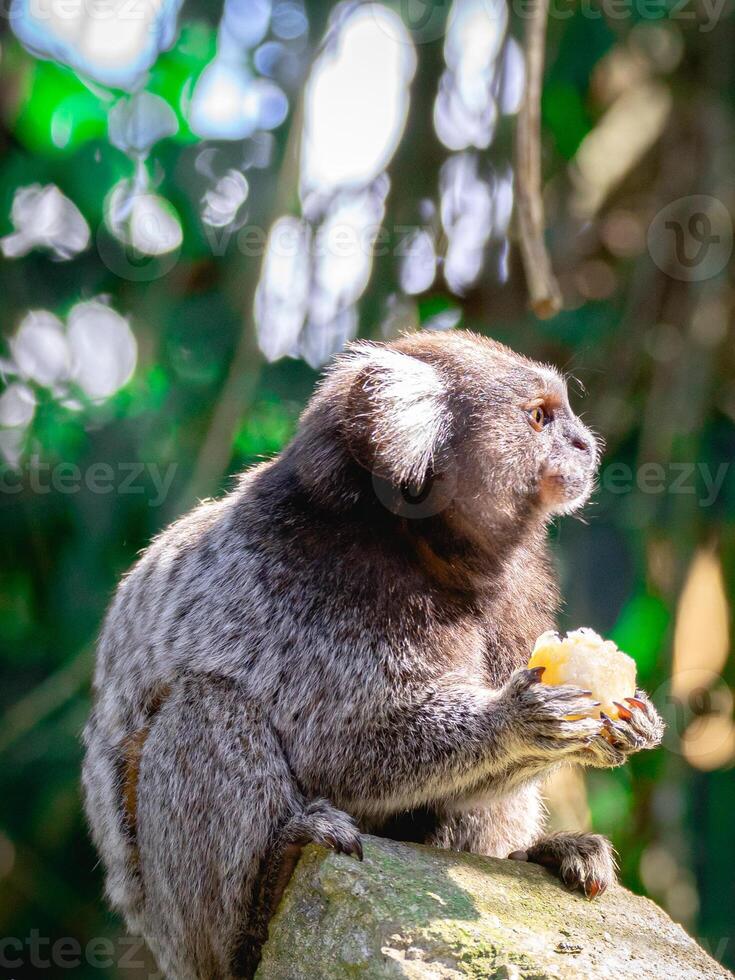 Sagui monkey in the wild eating a piece of banana, in the countryside of Sao Paulo Brazil. photo