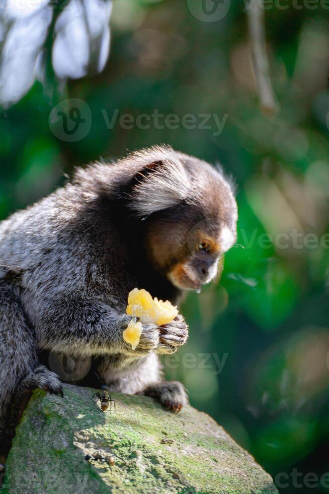 Sagui monkey in the wild eating a piece of banana, in the countryside of Sao Paulo Brazil. photo