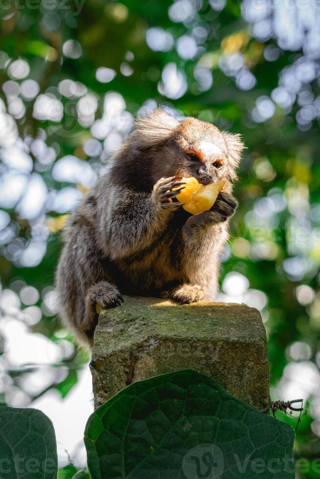 Sagui monkey in the wild eating a piece of banana, in the countryside of Sao Paulo Brazil. photo