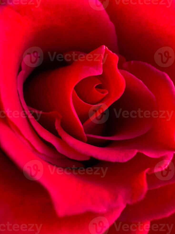 cerca arriba de un profundo rojo Rosa floración, macro fotografía para romántico conceptos y primavera diseños con un atención en pétalo textura. foto