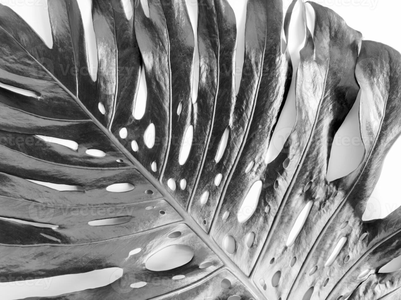 Black and white photograph of monstera leaf with natural holes, dramatic lighting for artistic and botanical themes. photo