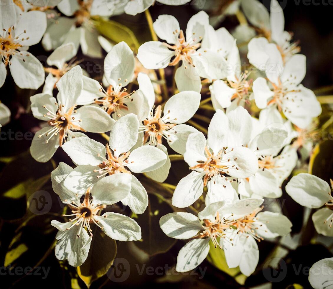 Apple tree blossoming branch photo