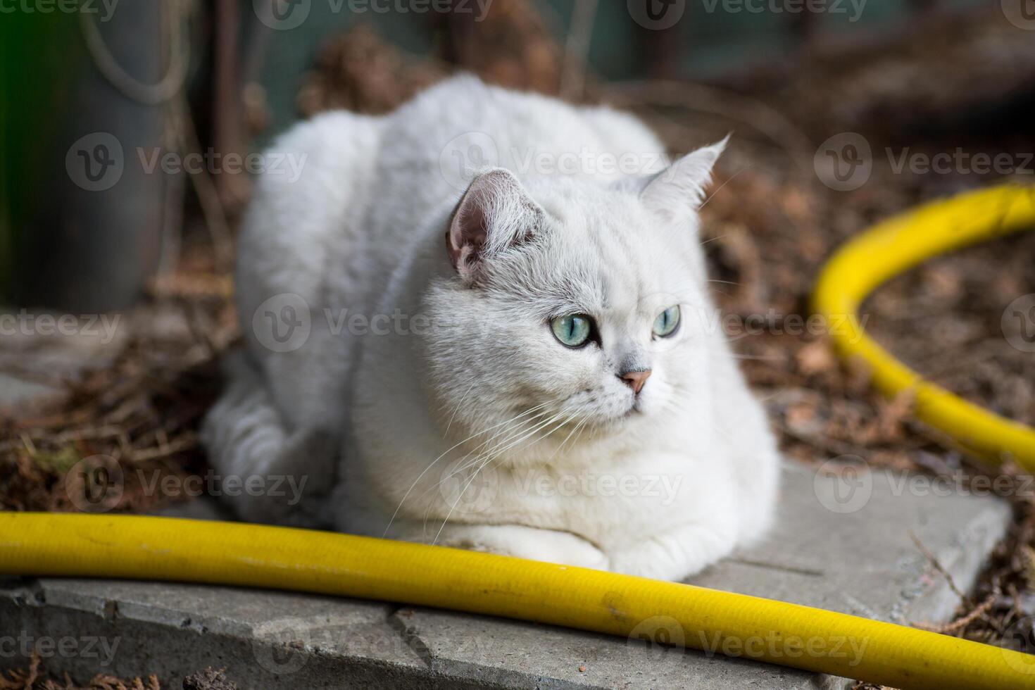 Adult cat breed Scottish chinchilla of light gray color, walks outdoors photo