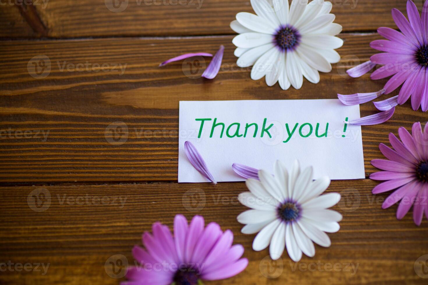 Beautiful white and purple Osteospermum flowers on a wooden photo