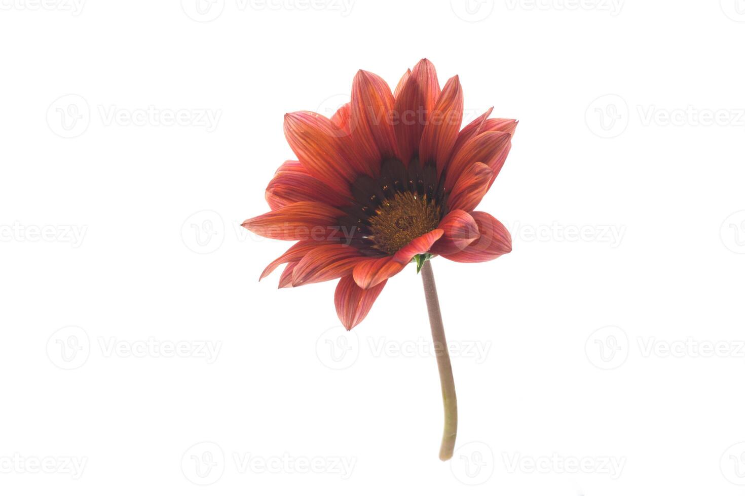 Beautiful red and yellow Gazania flowers on white background. photo